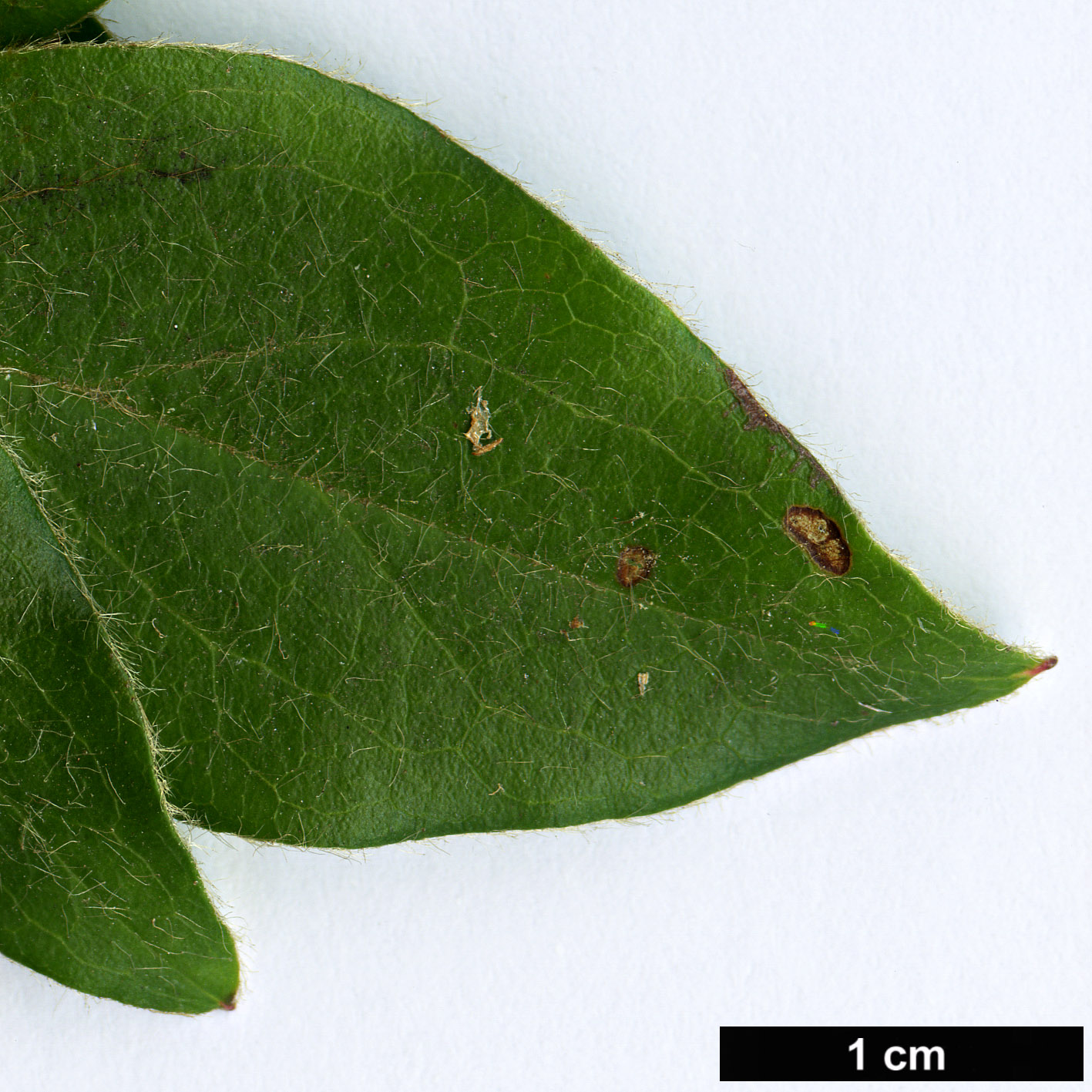 High resolution image: Family: Rosaceae - Genus: Cotoneaster - Taxon: nepalensis